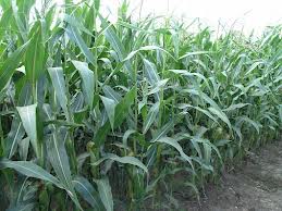 Tereny obsiane kukurydzą